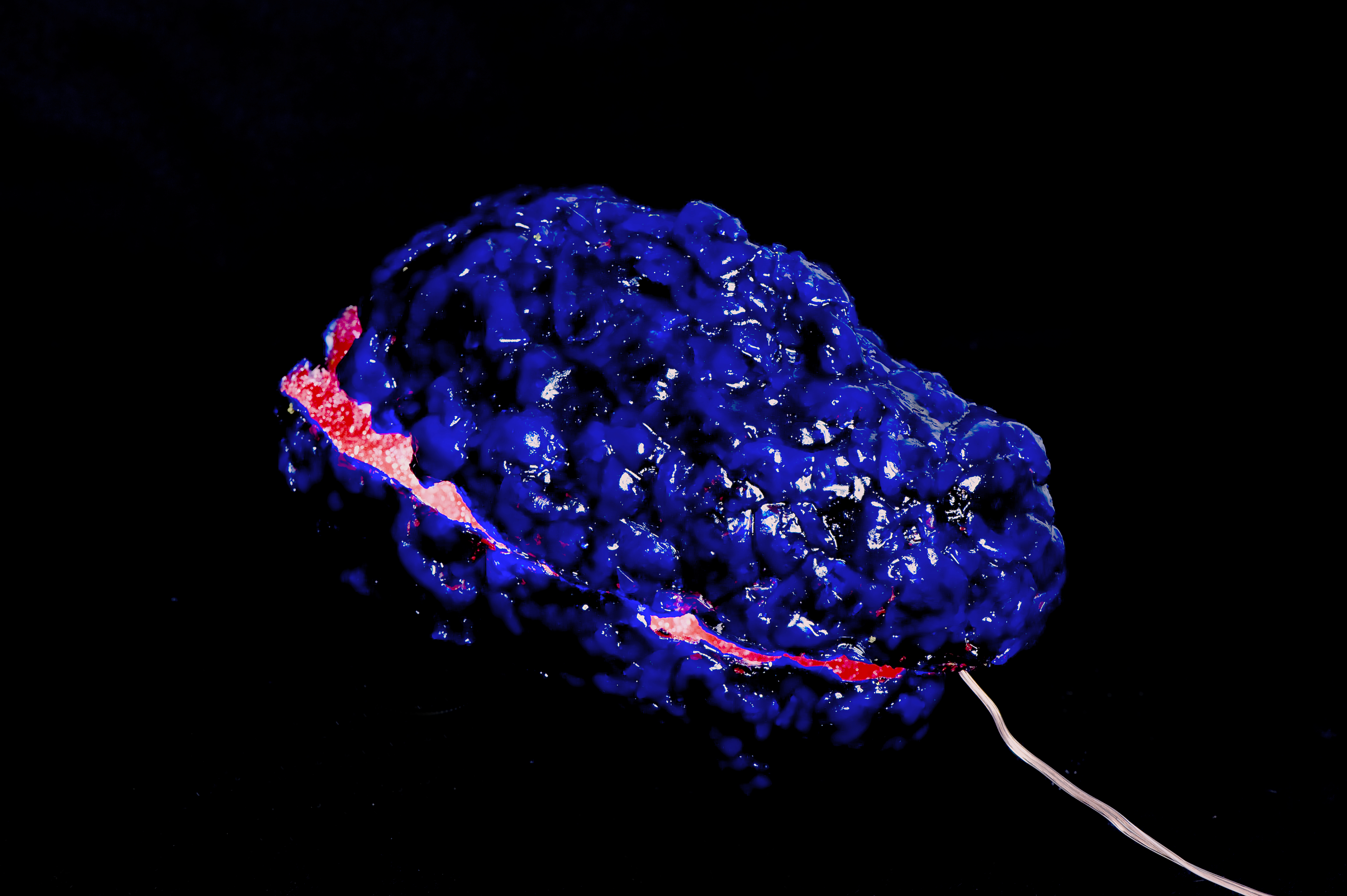  - Elisabeth-Weissensteiner-Blue-Brain-Shell-2012-polyester-resin-fibreglass-pigments-LED-light-25-x-15-x-15cm