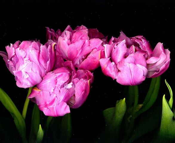 733px-Tulips