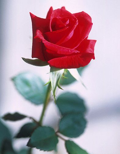 393px-Red_rose