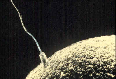 20080417094459!Sperm-egg