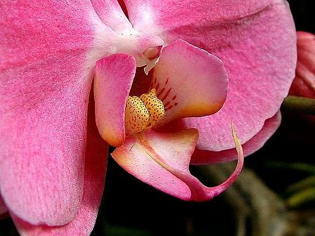 pink orchid public domain