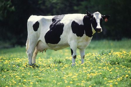 dairy cow